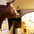 Ein Stierkopf im Stierkampf - Museum ' Antonio Ordoñez ' von Malaga