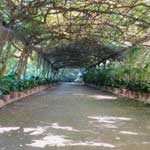 Unter diesem schattenspendenden Dach dinnierten früher die Besitzer und Gründer des botanischen Gartens von Malaga.