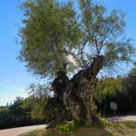 Ein fünfzig Jahre alter Olivenbaum im botanischen Garten von Malaga.