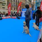 Eine Veranstaltung des Hundesportvereins von Malaga auf der Plaza de la Constitution.