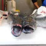 Der echte Seehecht ( span: Merluza ) ist einer der teuersten Fische die es auf dem Markt gibt.
