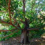 Ein achtzig Jahre alter Ficus - Baum.