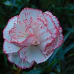 Die Nelke ist in Malaga eine symbolträchtige Blume. Gerade in der Feria wird sie von den Frauen als Haarschmuck getragen.